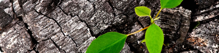 Corporate social responsibility